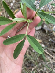 Melilotus albus
