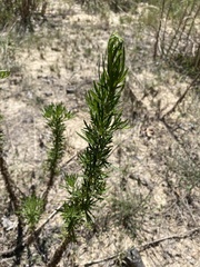 Eupatorium compositifolium