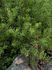 Phedimus kamtschaticus