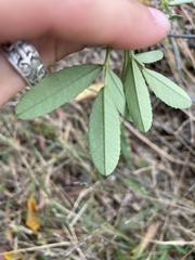 Melilotus albus