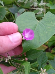 Ipomoea dumetorum