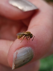 Lasioglossum pilosum