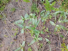 Ledebouria revoluta