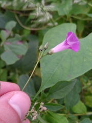Ipomoea dumetorum