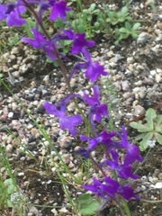 Linaria elegans