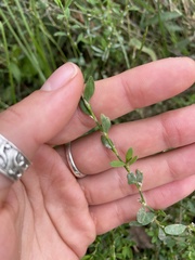 Polygonum aviculare