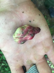 Magnolia acuminata
