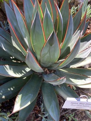 Agave