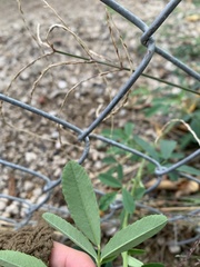 Melilotus albus