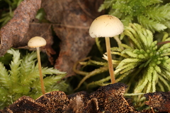 Strobilurus conigenoides