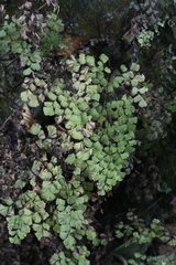 Hyalopsora adianti-capilli-veneris