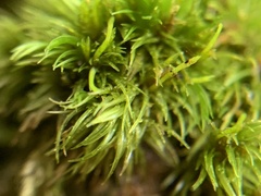 Dicranum flagellare
