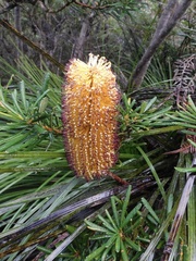 Banksia