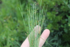 Eleocharis tenuis