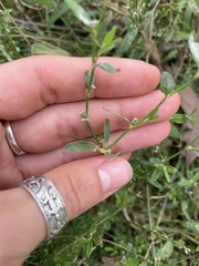 Polygonum aviculare