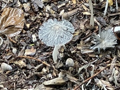 Coprinopsis lagopus