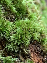 Dicranum flagellare