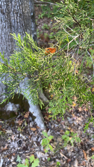 Juniperus virginiana