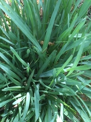 Helictochloa marginata