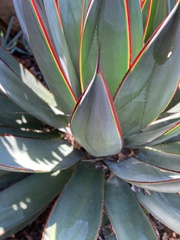 Agave