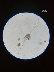 Copepoda
