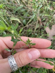 Polygonum aviculare