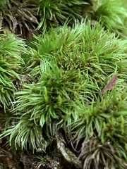 Dicranum flagellare