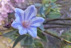 Lobostemon glaucophyllus