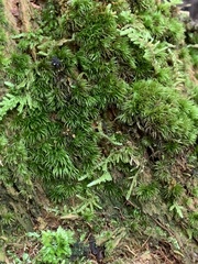 Dicranum flagellare