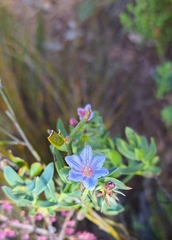 Lobostemon glaucophyllus