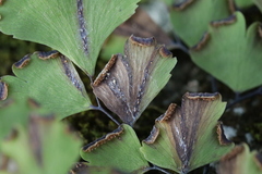 Hyalopsora adianti-capilli-veneris