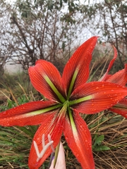Hippeastrum morelianum