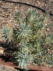 Euphorbia characias