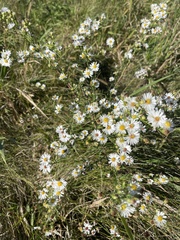 Boltonia asteroides