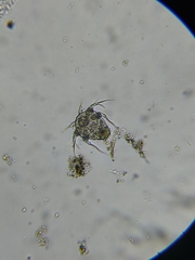 Copepoda