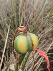 Hippeastrum morelianum