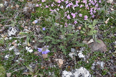 Polemonium pulcherrimum