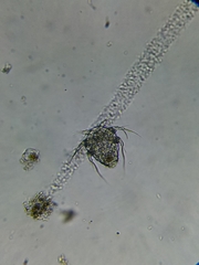 Copepoda