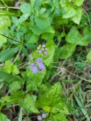Conoclinium coelestinum