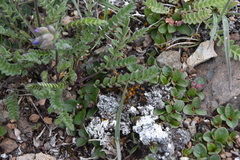 Polemonium pulcherrimum