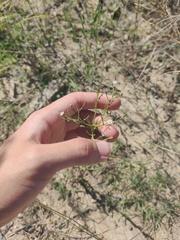 Symphyotrichum subulatum squamatum