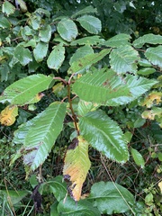 Ulmus glabra