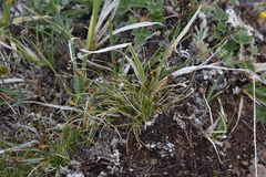 Carex nardina