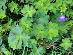 Geranium pyrenaicum