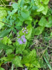 Conoclinium coelestinum