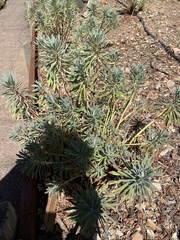 Euphorbia characias