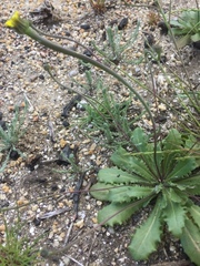 Arnoseris minima