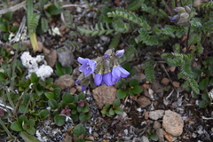 Polemonium pulcherrimum