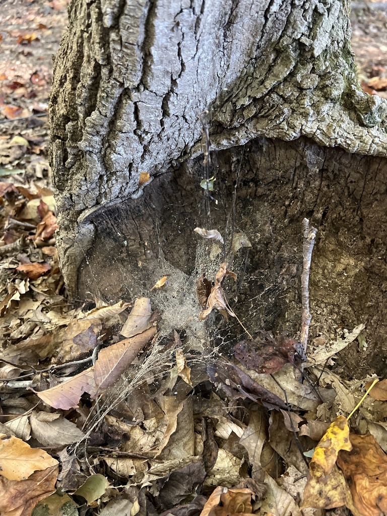 Funnel Weavers from Gerringer Mill Rd, Burlington, NC, US on September