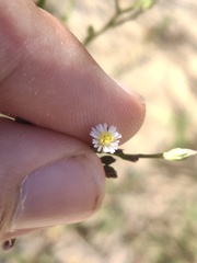 Symphyotrichum subulatum squamatum